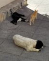 A cat strolls past two dogs